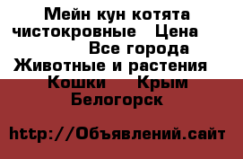 Мейн-кун котята чистокровные › Цена ­ 25 000 - Все города Животные и растения » Кошки   . Крым,Белогорск